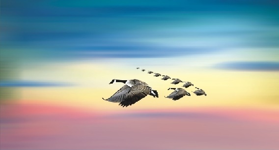 几行归塞尽，念尔独何之。全诗意思及赏析-古诗迷