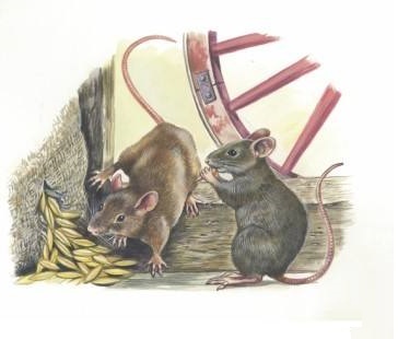 逝将去女，适彼乐国。乐国乐国，爰得我直？全诗意思及赏析-古诗迷